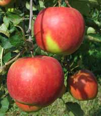 vocne sadnice - jabuka jonagold