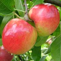 sadnice voca - jabuka prima