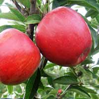 vocne sadnice - jabuka breburn