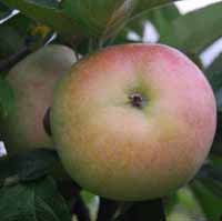 sadnice voca - jabuka budimka