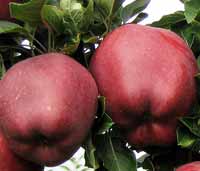vocne sadnice - jabuka camspur
