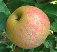 vocne sadnice - jabuka crveni boskop