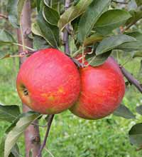 vocne sadnice - jabuka elstar