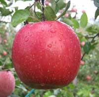vocne sadnice - jabuka fudzi