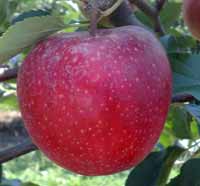vocne sadnice - jabuka gala