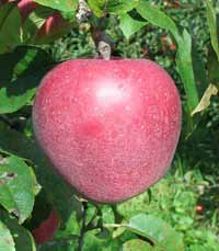 vocne sadnice - jabuka gloster