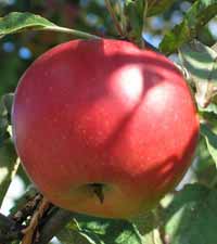 vocne sadnice - jabuka jonatan