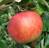 vocne sadnice - jabuka melroz
