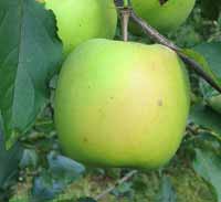 vocne sadnice - jabuka mucu