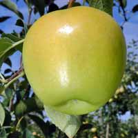 vocne sadnice - jabuka rajnders