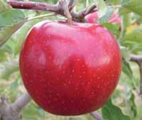 sadnice voca - jabuka ricared