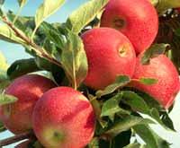 sadnice voca - jabuka rojal gala