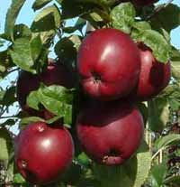 sadnice voca - jabuka spartan