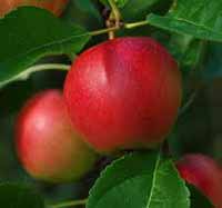sadnice voca - jabuka sumered