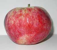 vocne sadnice - jabuka vista bela