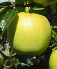 vocne sadnice - jabuka zlatni delises