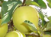 vocne sadnice - jabuka zlatni delises klon b